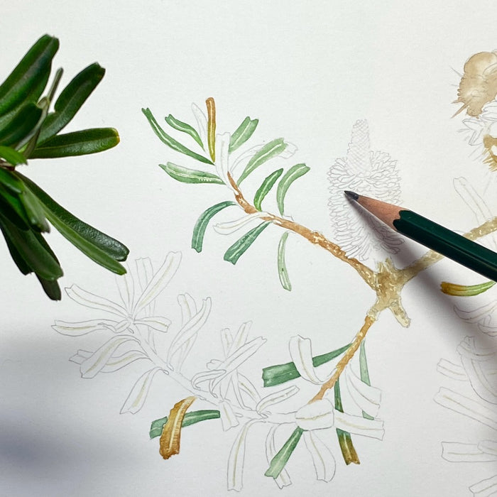 Silver Banksia in Watercolour with David Reynolds (NEW!)