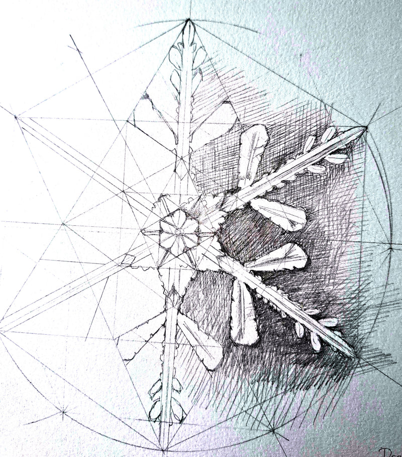 Patterns in Nature with Lesley Wallington — SPIRALS (NEW!)