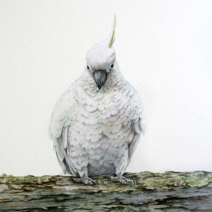 3 May 2025, Australian Birds: Sulphur-Crested Cockatoo in Watercolour with Lesley Wallington