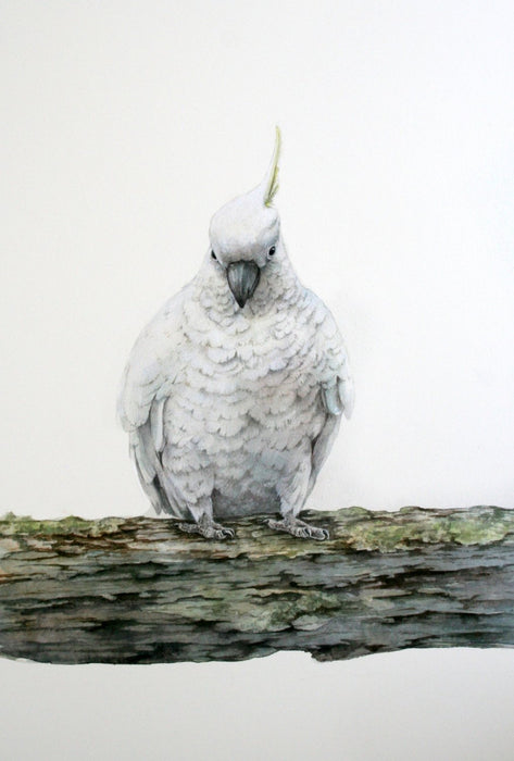 Sulphur Crested Cockatoo-  Australian Art Greeting Card