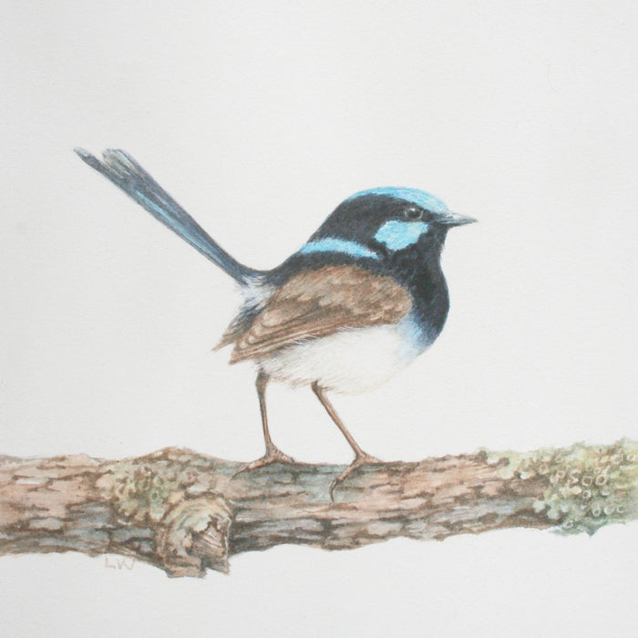 Australian Bird Series: Superb Fairy Wren in Watercolour with Lesley Wallington (NEW!)