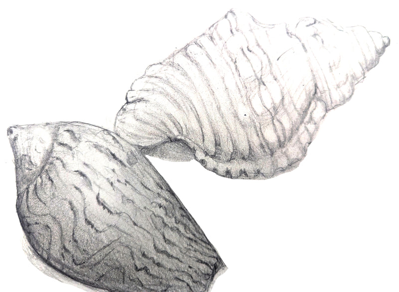 Drawing for Beginners with Dr Taylor Singh