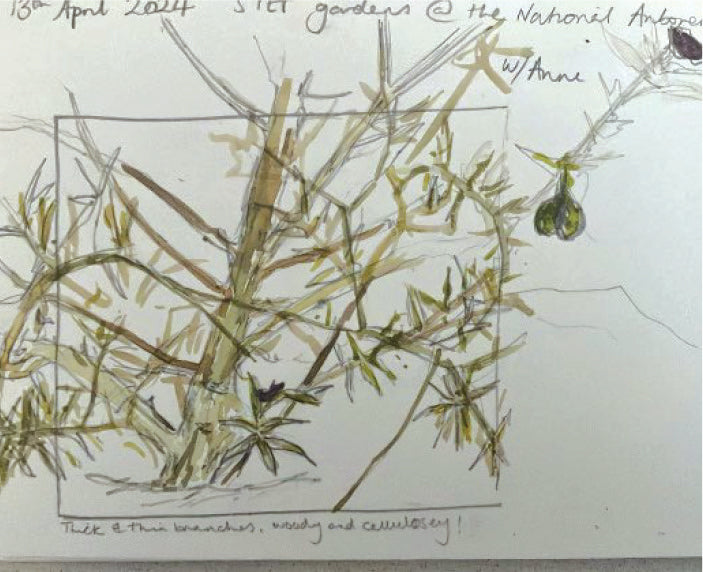 Winter in the woods - National Arboretum Arts and Photography Program