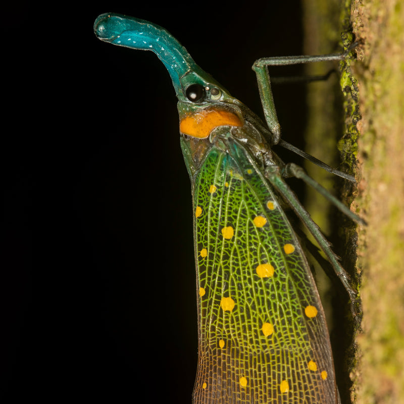 BEST OF BORNEO NATURE TOUR, 16 - 26 October 2026 - $10,850.00 with optional extensions!