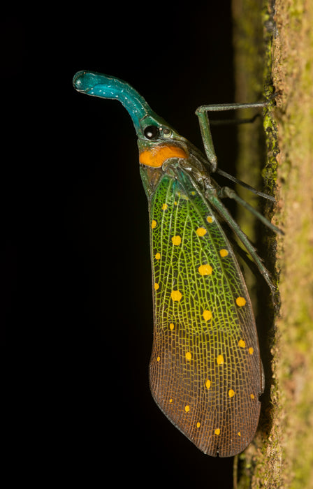 BORNEO NATURE TOUR, 20 March - 2 April 2025 - Bookings now open with a deposit of 25% to confirm your place.