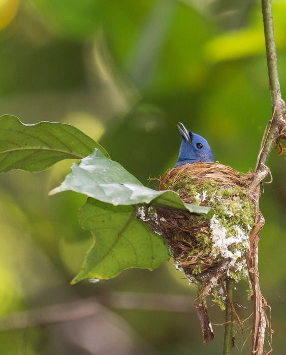 BORNEO NATURE TOUR, 20 March - 2 April 2025 - Bookings now open with a deposit of 25% to confirm your place.