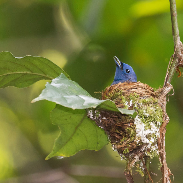 BORNEO NATURE TOUR, 16 - 26 October 2026 - Bookings Now Open!