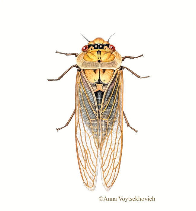 2026 Natural History Art Calendar