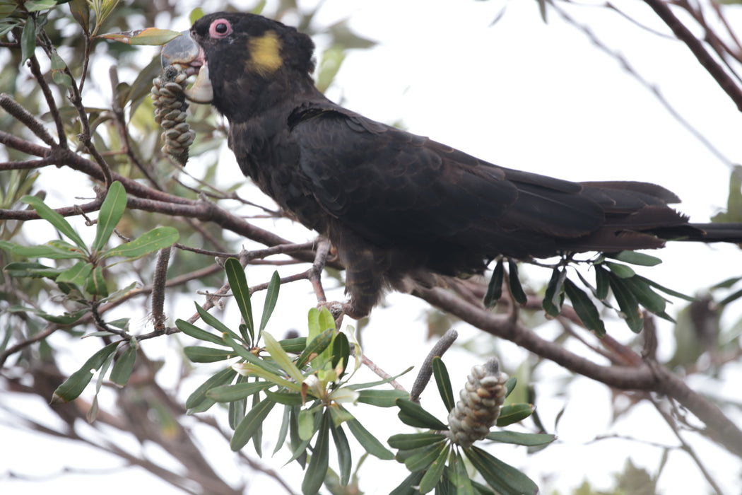 MURRAMARANG NATIONAL PARK: 7 - 11 April 2025 - Bookings now open with a deposit of $395.00.