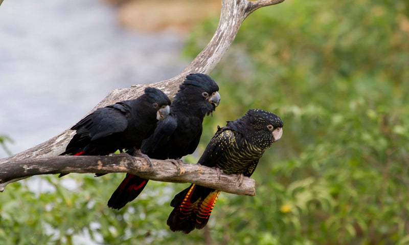 BYRON BAY, NSW - ARTIST RETREAT - RED TAILED BLACK COCKATOOS: 4 - 7 March 2027 – 25% Deposit $375.00 ($1,500.00)