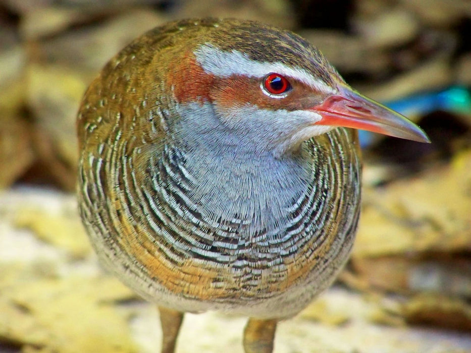 HERON ISLAND NATURE TOUR: 12-17 February 2025, Deposit of $965.00 to secure your place.