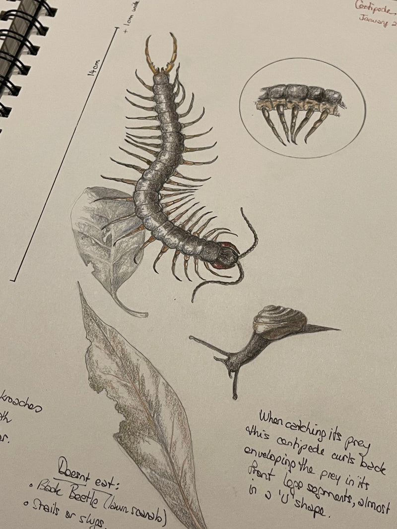 ‘Nature Journalling the Gardens of Eastbourne' - with Julia Landford