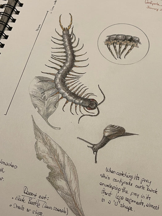 ‘Nature Journalling the Gardens of Eastbourne' - with Julia Landford