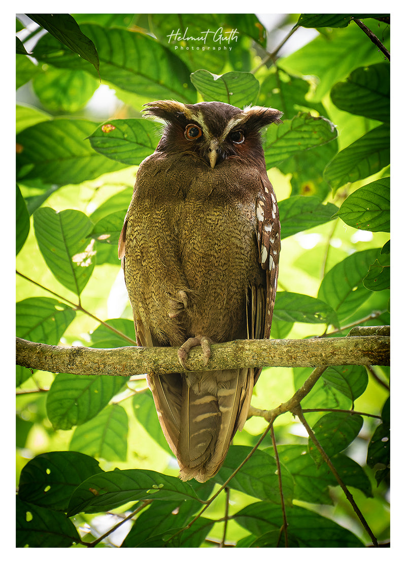 COSTA RICA Ultimate Nature Tour: 2027 - Expressions of Interest