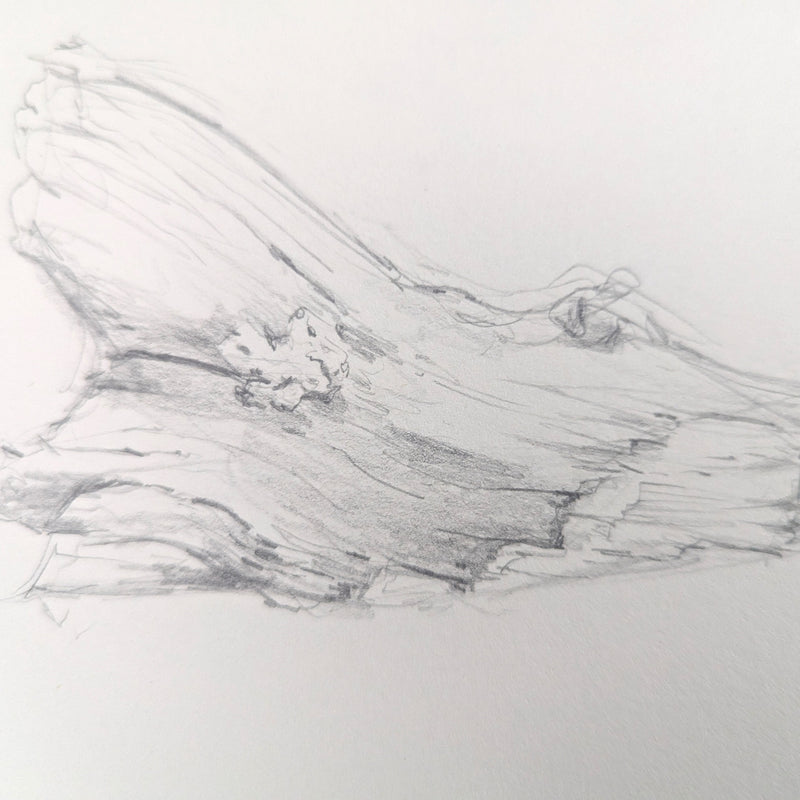 Drawing for Beginners with Dr Taylor Singh