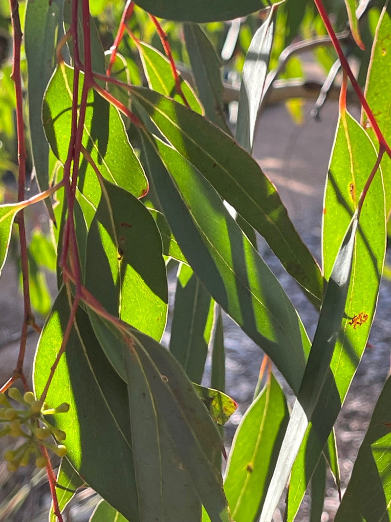 ‘Nature Journalling the Gardens of Eastbourne' - with Julia Landford