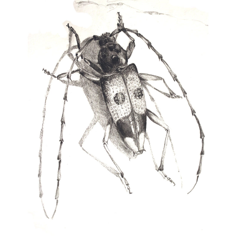 A drawing of a detailed longhorn beetle, created with pencil on paper.