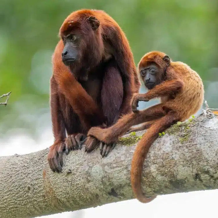 **FULLY BOOKED - WILD WONDERS: GALAPAGOS & AMAZONIAN ECUADOR ADVENTURE, 1 - 14 January 2026.