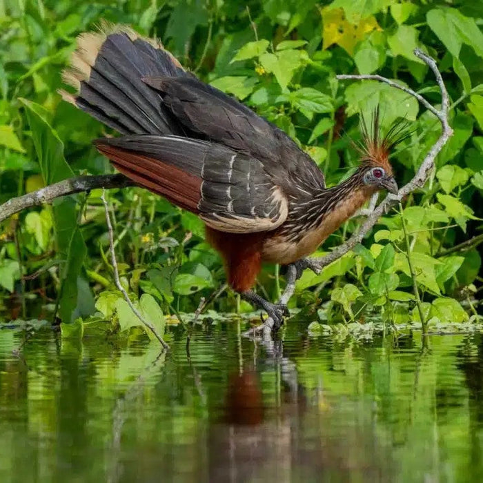**FULLY BOOKED - WILD WONDERS: GALAPAGOS & AMAZONIAN ECUADOR ADVENTURE, 1 - 14 January 2026.