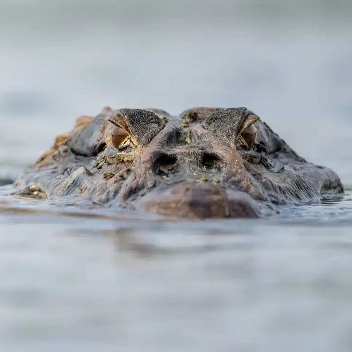 **FULLY BOOKED - WILD WONDERS: GALAPAGOS & AMAZONIAN ECUADOR ADVENTURE, 1 - 14 January 2026.