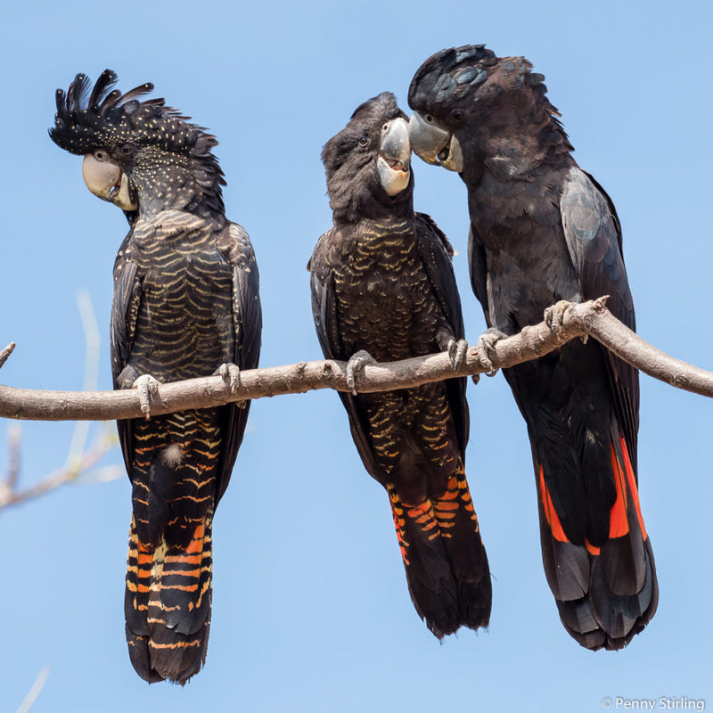 BYRON BAY, NSW - ARTIST RETREAT - RED TAILED BLACK COCKATOOS: 4 - 7 March 2027 – 25% Deposit $375.00 ($1,500.00)