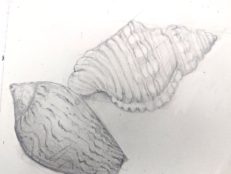 Drawing for Beginners with Dr Taylor Singh