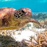 HERON ISLAND NATURE TOUR - ARTIST RETREAT: 17 – 22 February 2027 - $4,520.00