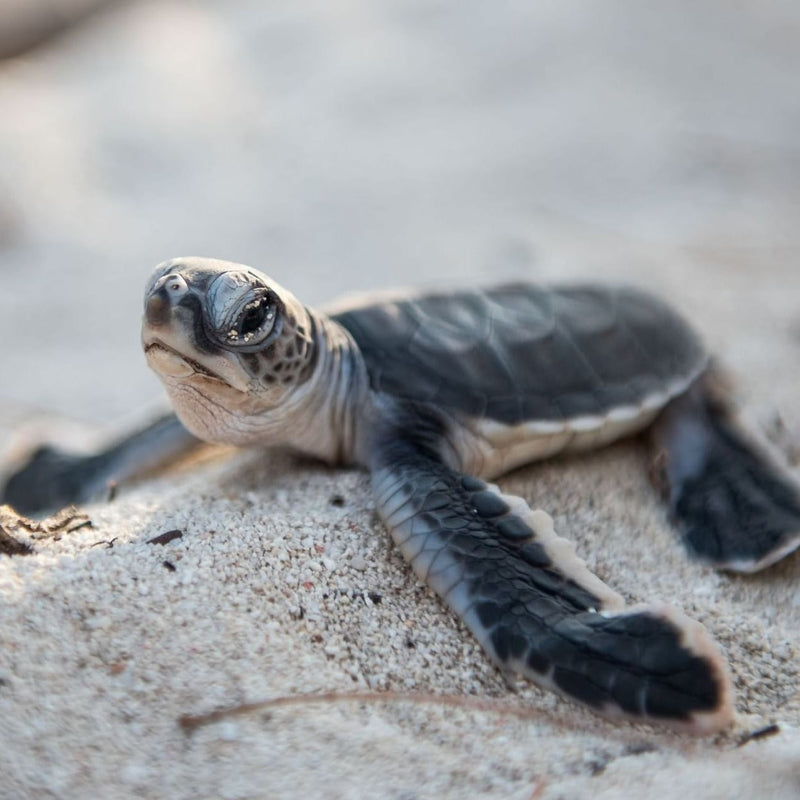 HERON ISLAND NATURE TOUR - ARTIST RETREAT: 17 – 22 February 2027 - $4,520.00