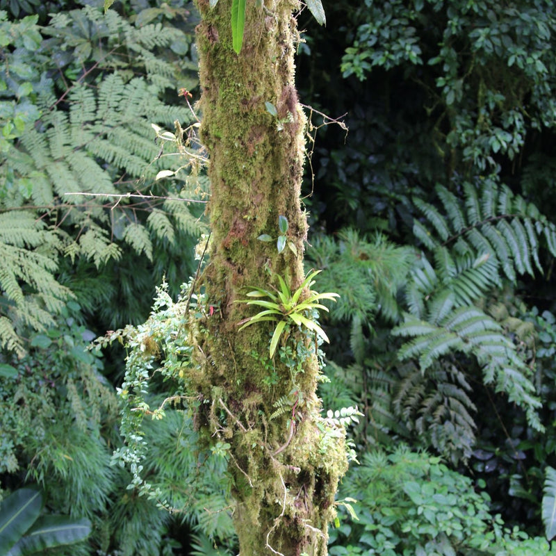 COSTA RICA Ultimate Nature Tour: 2027 - Expressions of Interest