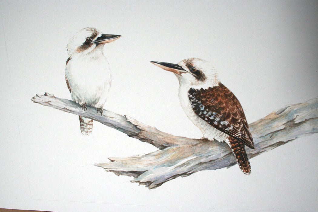 Australian Bird Series: Laughing Kookaburra