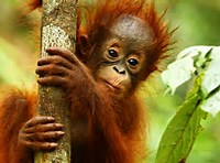 BORNEO NATURE TOUR, 20 March - 2 April 2025 - Bookings now open with a deposit of 25% to confirm your place.