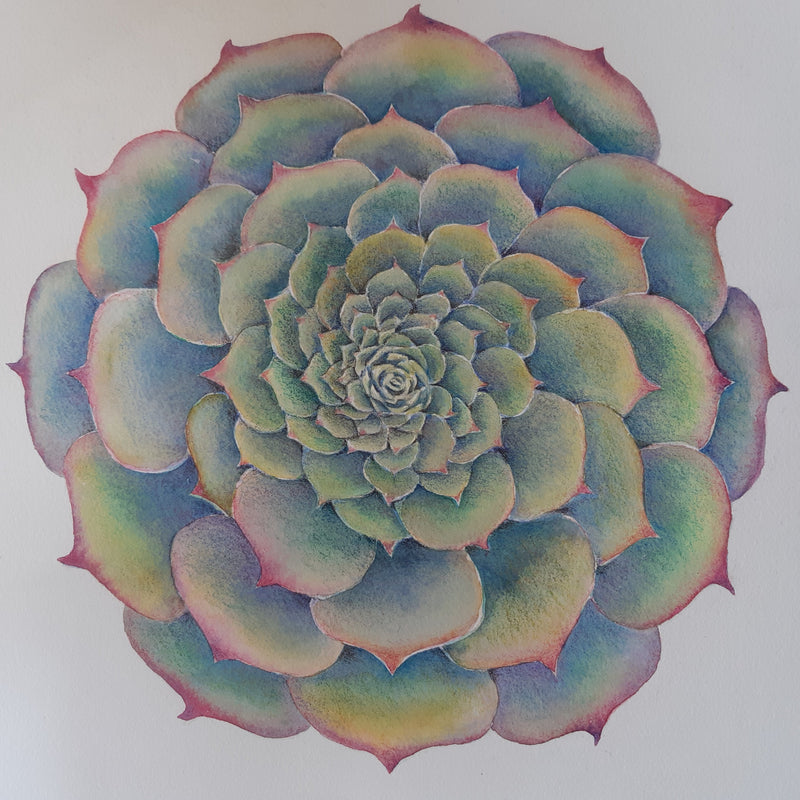 Patterns in Nature with Lesley Wallington — SPIRALS (NEW!)