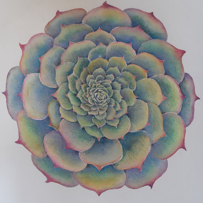 Patterns in Nature with Lesley Wallington — SPIRALS (NEW!)