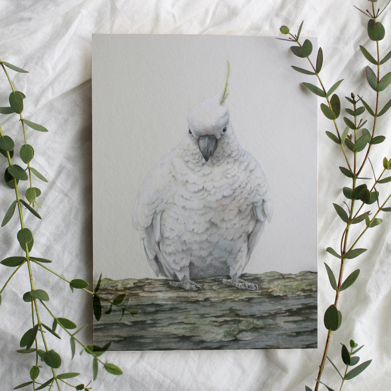 Sulphur Crested Cockatoo-  Australian Art Greeting Card