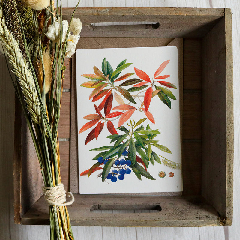 Blue Quandong -  Australian Art Greeting Card