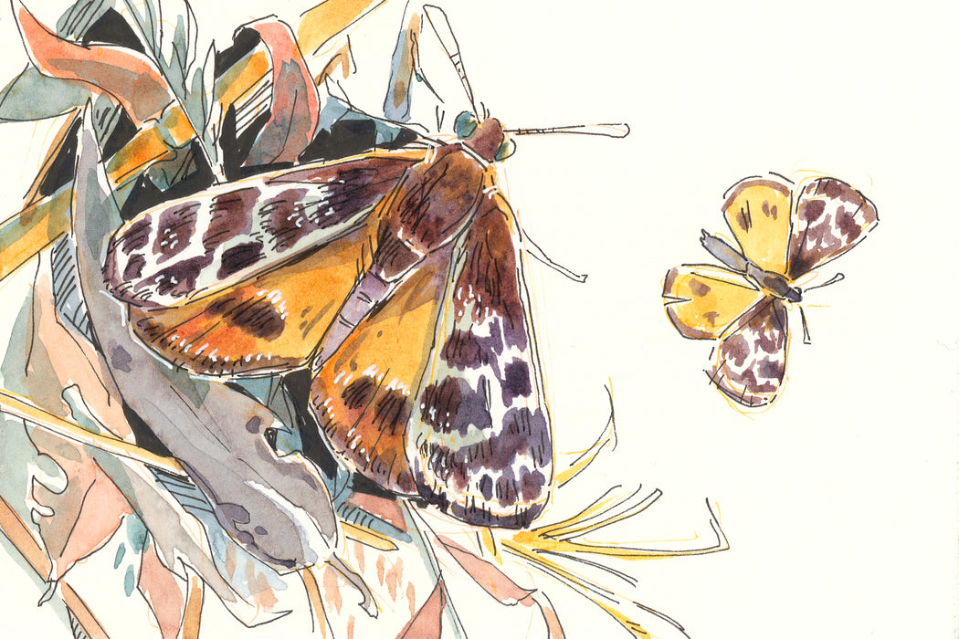 Golden Sun Moth - Australian Art Greeting Card
