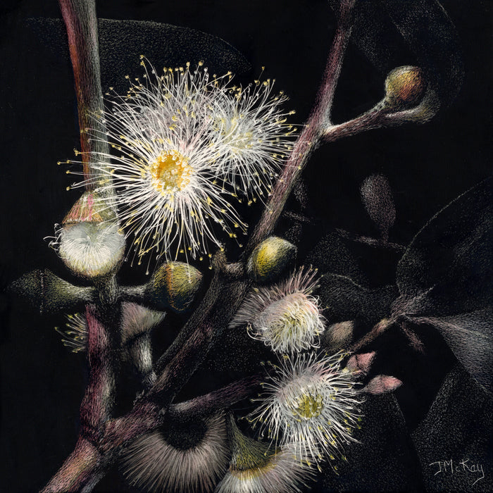 29-30 March 2025: Gum Blossoms on Scratchboard, with Joan McKay