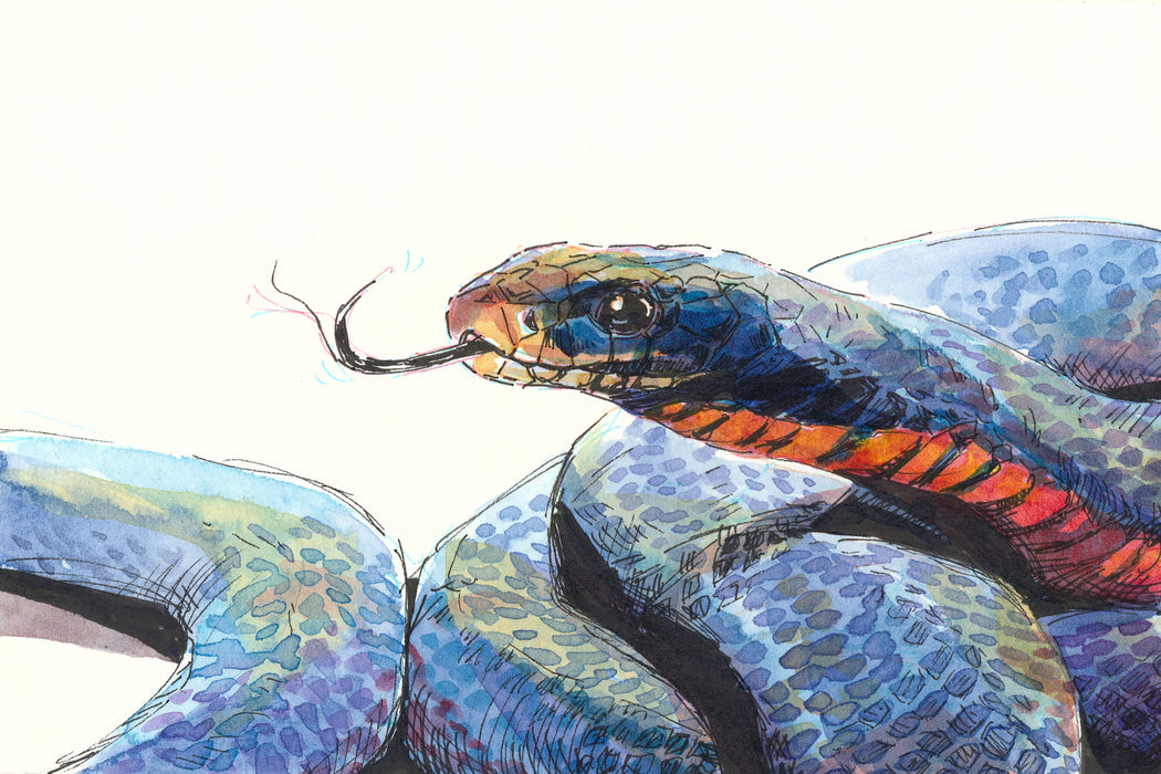 Red-bellied Black Snake - Australian Art Greeting Card