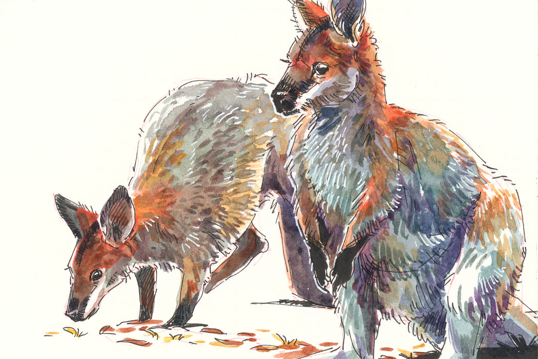 Red-necked Wallaby - Australian Art Greeting Card