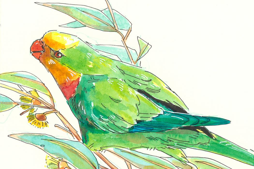 Superb Parrot - Australian Art Greeting Card