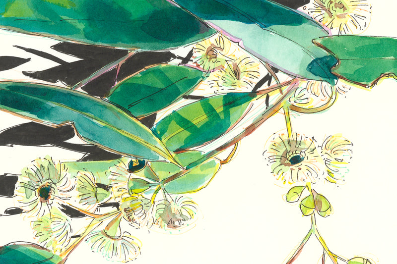 Blakely's Red Gum - Australian Art Greeting Card