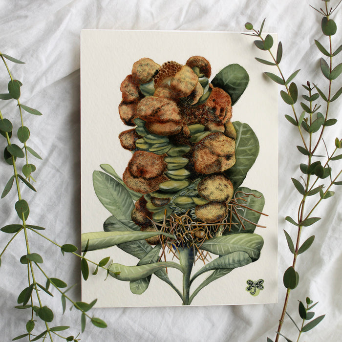 Banksia Galls -  Australian Art Greeting Card